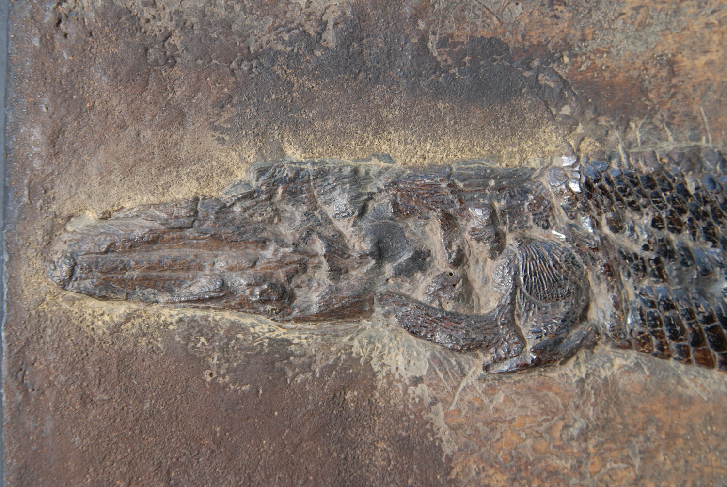 Atractosteus strausi_Messel_01a