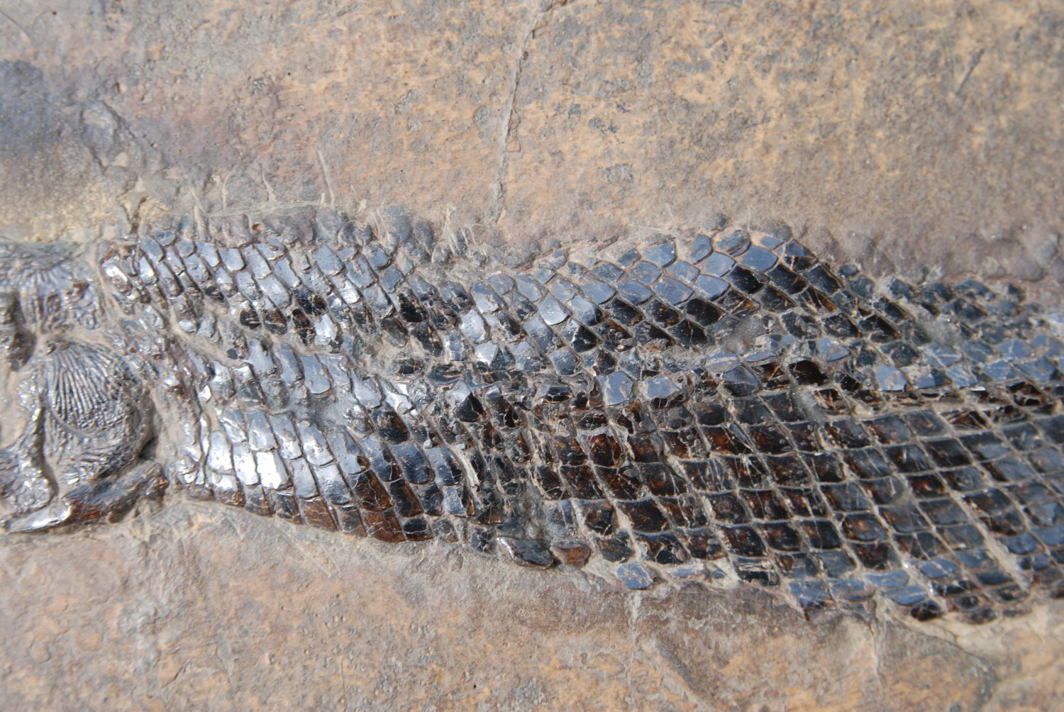 Atractosteus strausi_Messel_01b