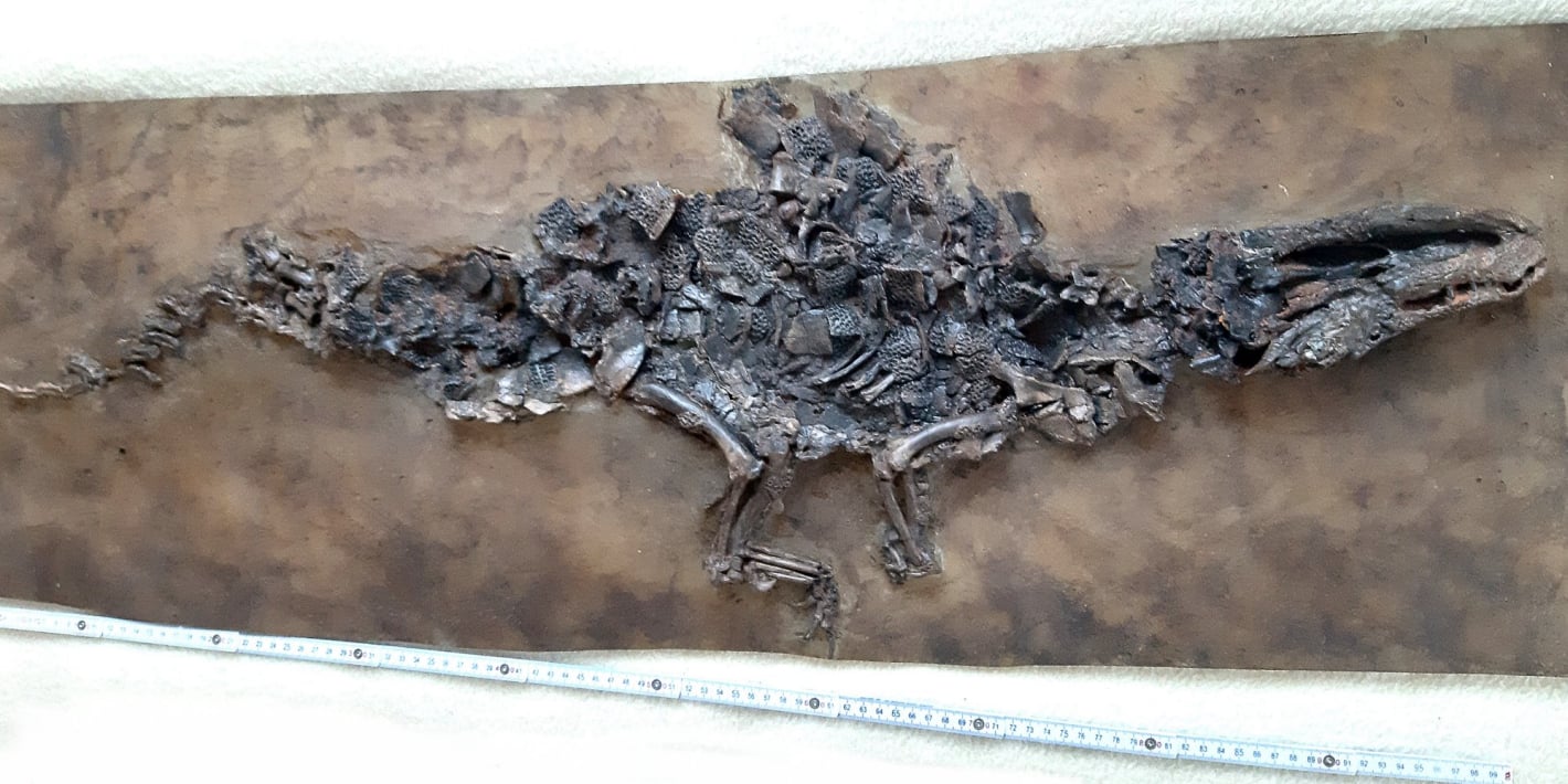 MesselFossil_Diplocynodon darwini_01
