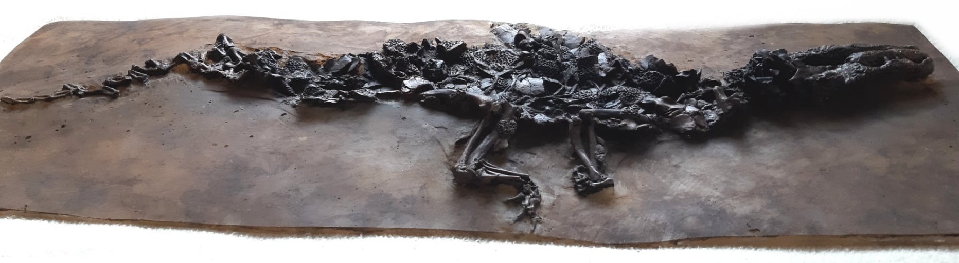 MesselFossil_Diplocynodon darwini_02