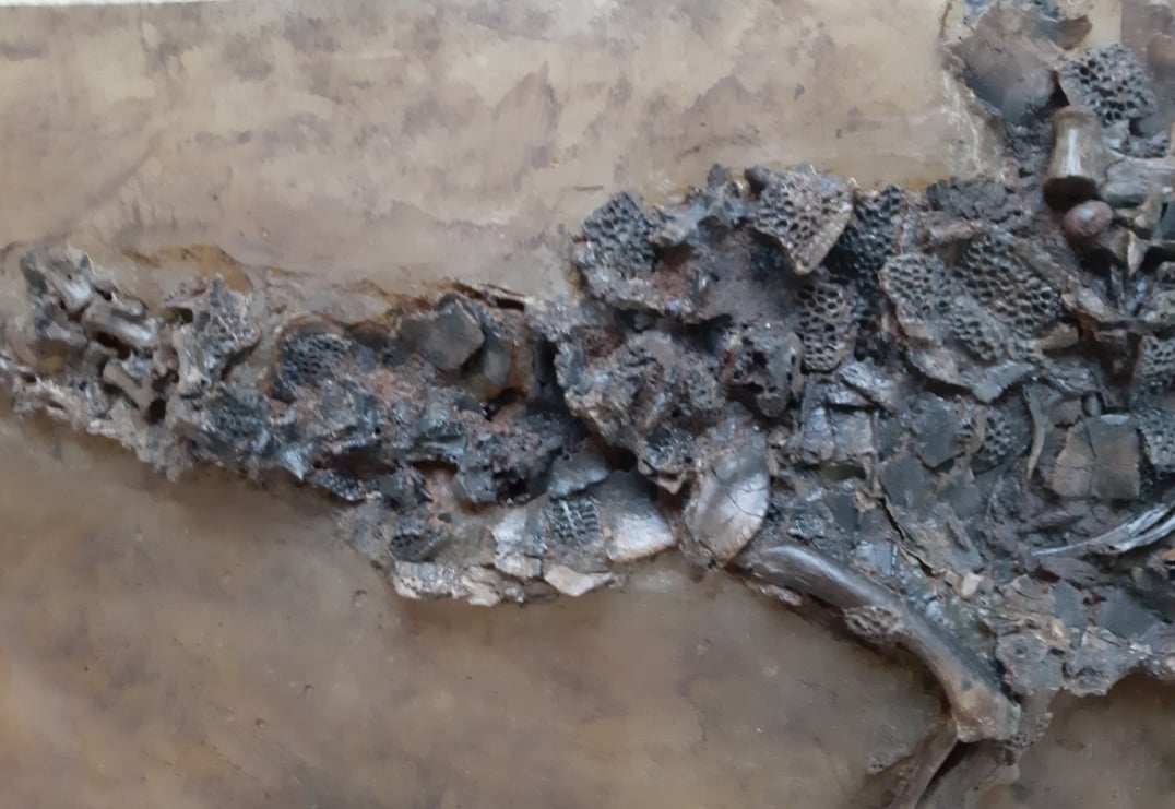 Diplocynodon darwini_03