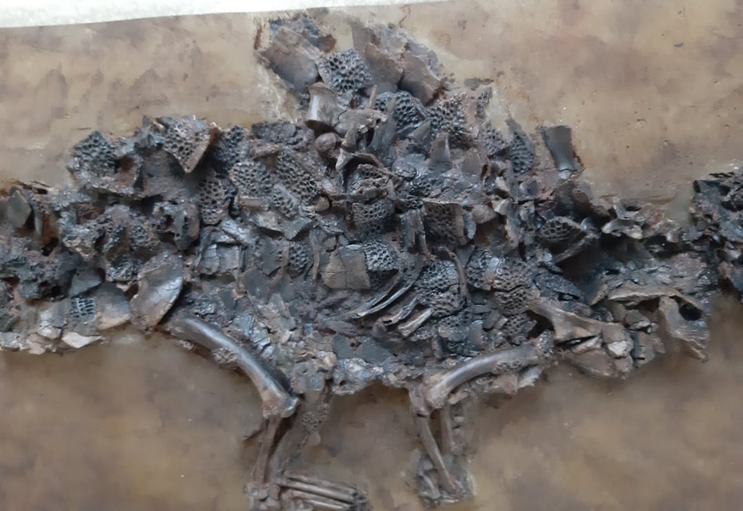 Diplocynodon darwini_04