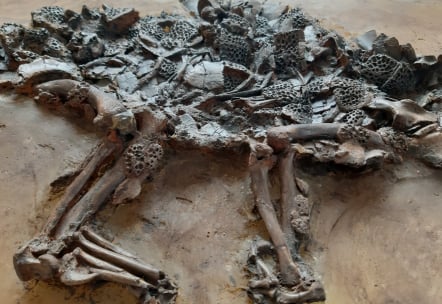 Diplocynodon darwini_05