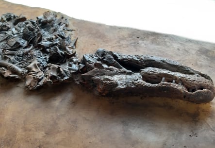 Diplocynodon darwini_06