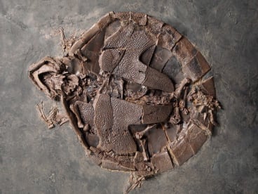 MesselFossil_Diversa