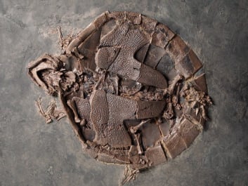 MesselFossil_Exoten