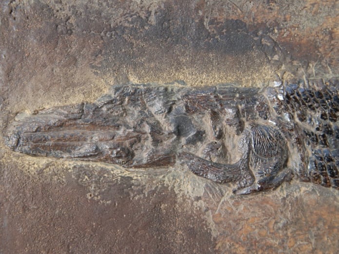 MesselFossil_Fish