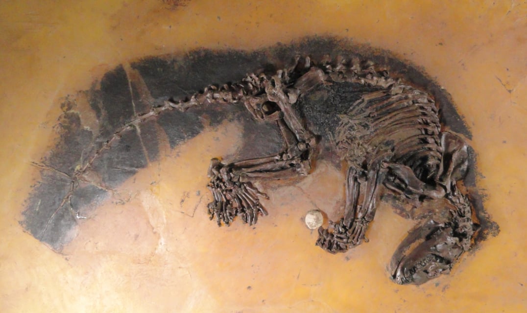 MesselFossil_Kopidodon