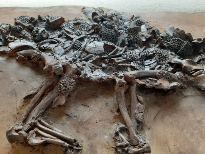 MesselFossil_Reptils