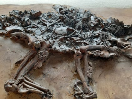 MesselFossil_Reptilien MesselFossil_Reptilien